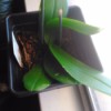 Getting an Orchid to Rebloom - potted orchid on window sill
