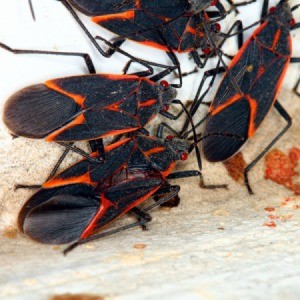 A swarm of black and red box elder bugs.