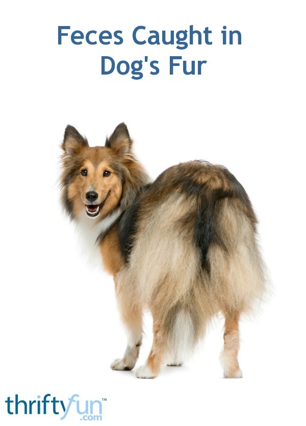 Cleaning Feces Caught in Dog's Fur? ThriftyFun