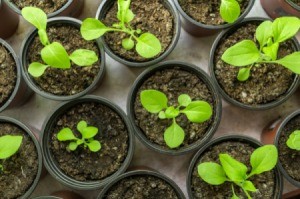 Seedlings in small pots, ready for planting.