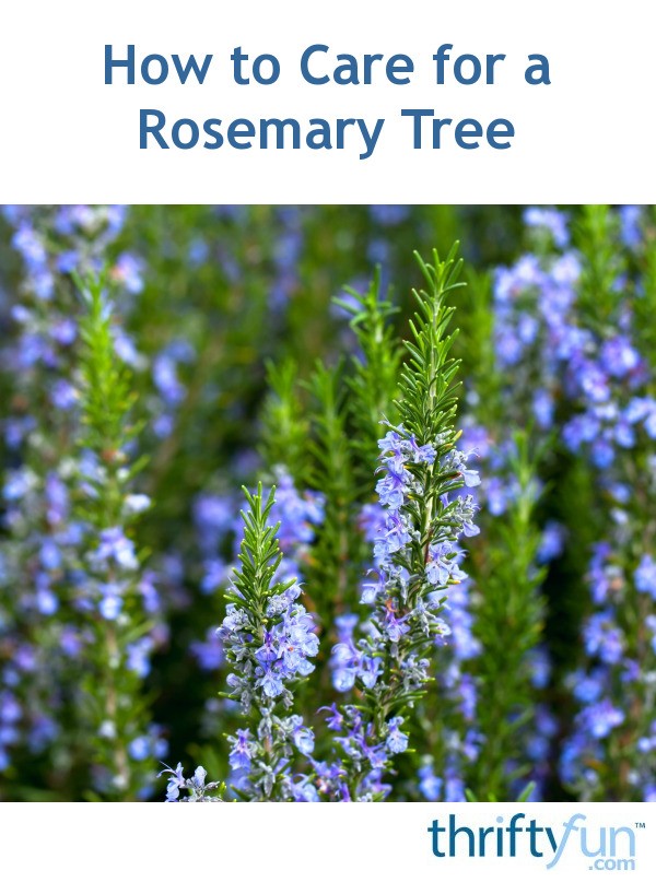 how to care for a rosemary tree thriftyfun how to care for a rosemary tree thriftyfun