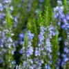 A rosemary plant in bloom.