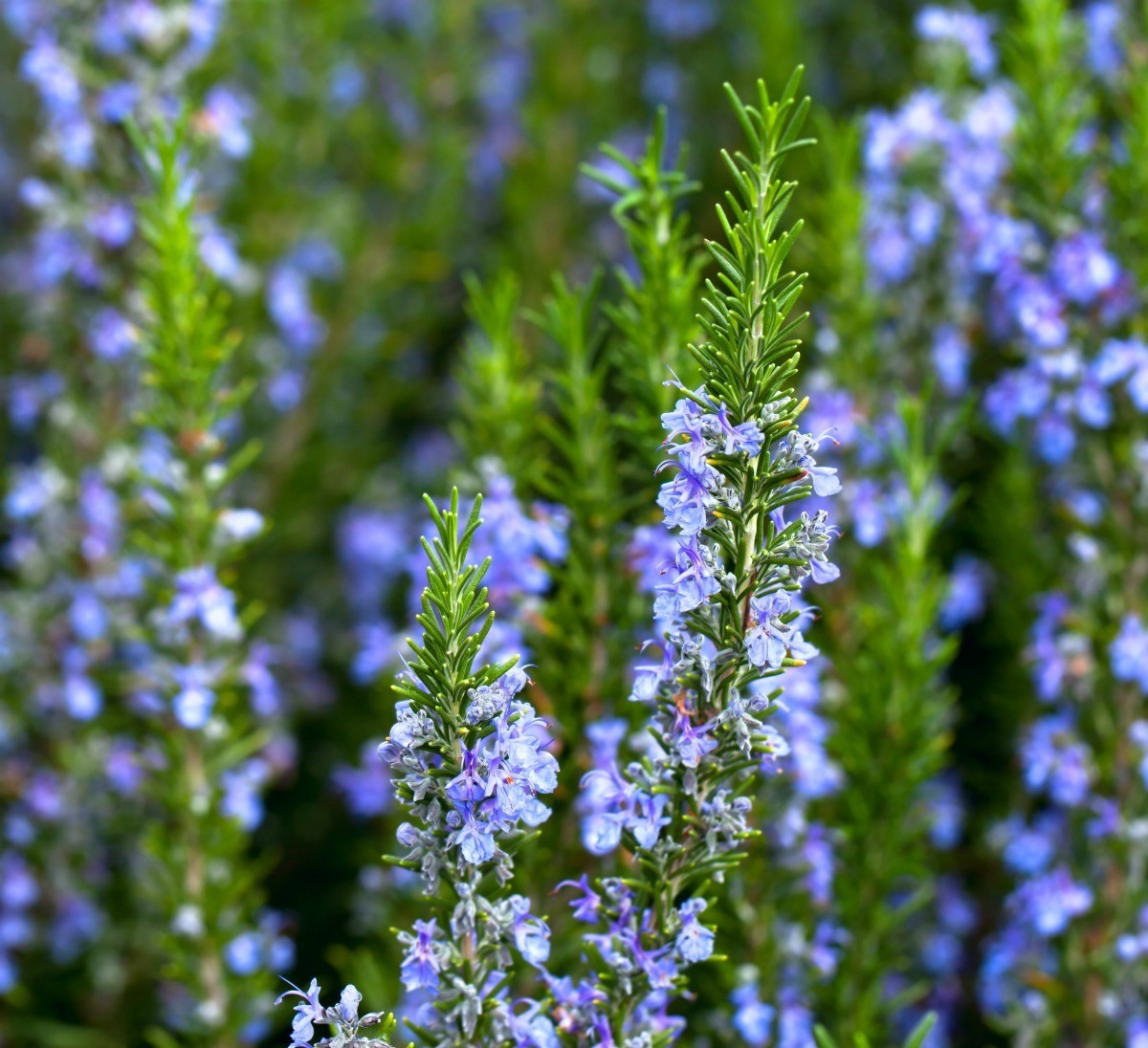 How Do You Say Rosemary Leaves In Spanish