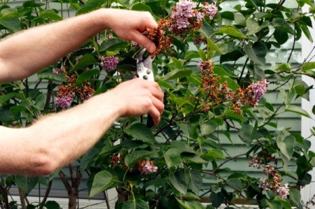 A lilac bush being pruned at flowering time.