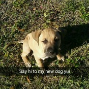 What Breed Is My Dog? yellowish tan dog in the grass