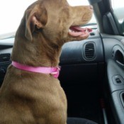 What Breed Is My Dog? brown dog in car