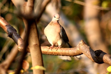 Garden Variety Birds - dove looking bird with speckled collar feathers