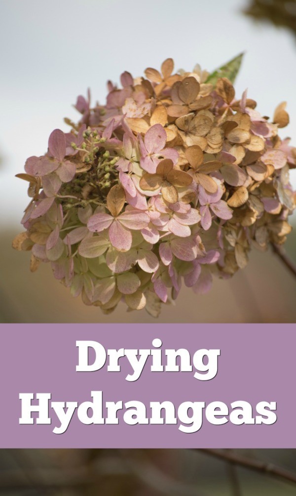 The blooms do you remove from the tree hydrangea dried