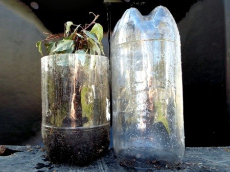 Mini Greenhouse From Soda Bottles - planted lower half