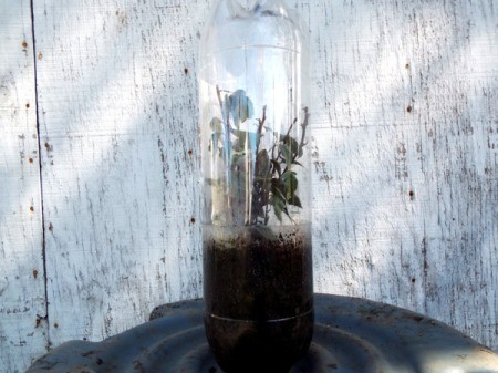 Mini Greenhouse From Soda Bottles
