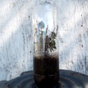 Mini Greenhouse From Soda Bottles