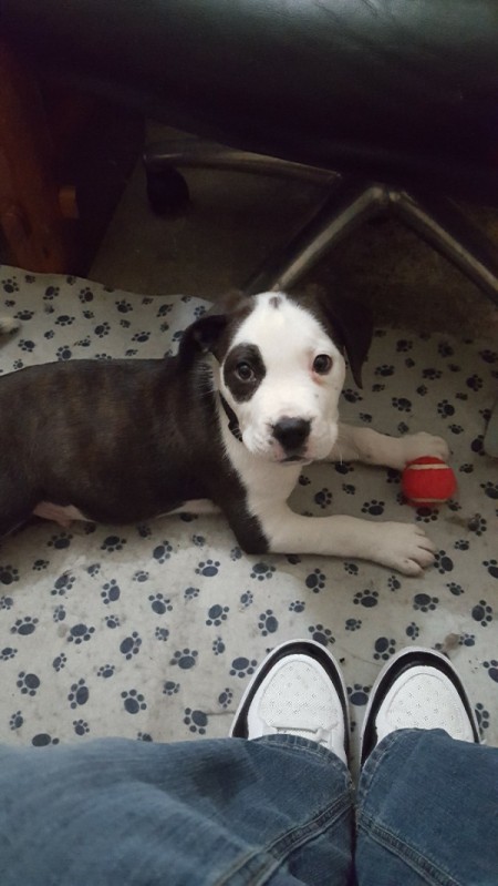 Is My Dog a Pure Bred Pit Bull?