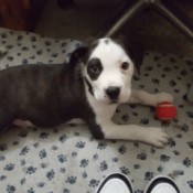 Is My Dog a Pure Bred Pit Bull?