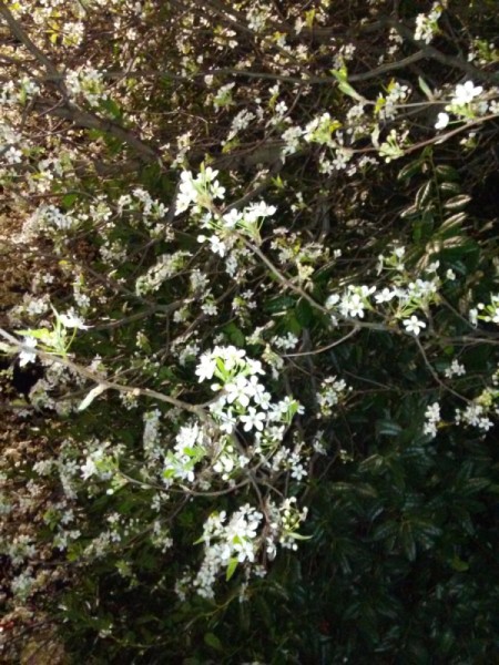 A beautiful flowering tree in Tennessee.