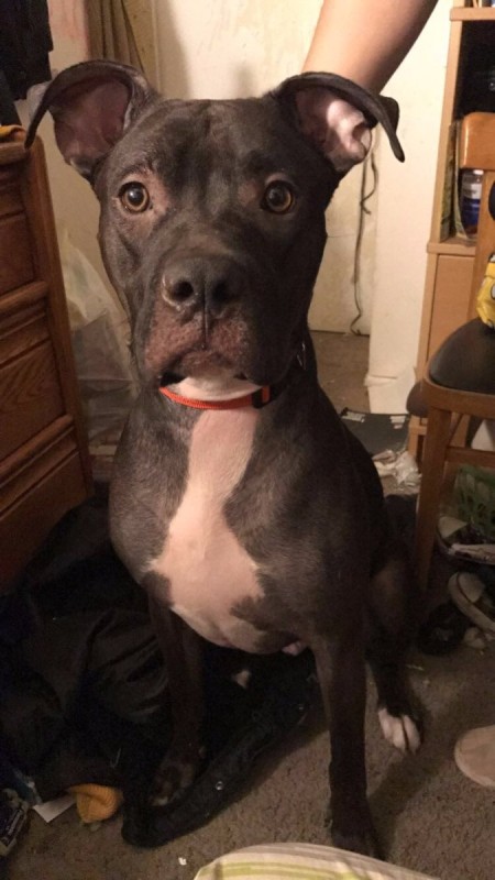 My Boy Blue (Great Dane/Boxer) - large dog with floppy ears