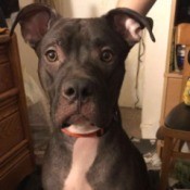 My Boy Blue (Great Dane/Boxer) - large dog with floppy ears
