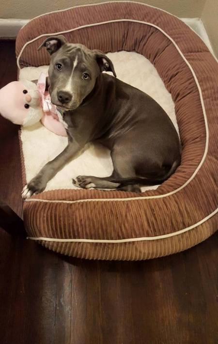 Is My Pit Bull Full Blooded? dog lying in a pet bed
