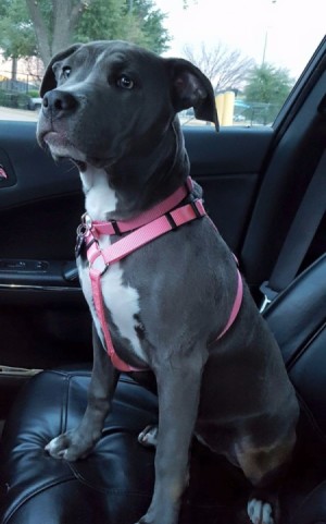 Is My Pit Bull Full Blooded? - dog in car