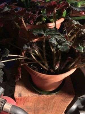 What Is This Houseplant?  - crinkly leafed plant with fuzzy stems