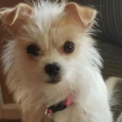 What Is My Chihuahua Mixed With?