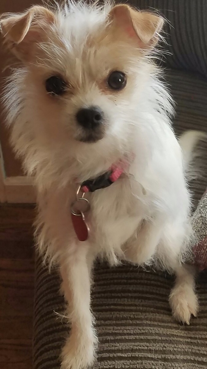 long haired chihuahua jack russell mix