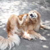 A dog scratching his fleas.