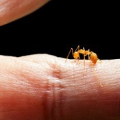 A fire ant biting a person on the hand.