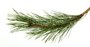 A pine branch on a white background.