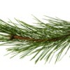 A pine branch on a white background.