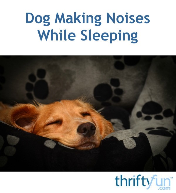 Dog Making Noises While Sleeping? ThriftyFun