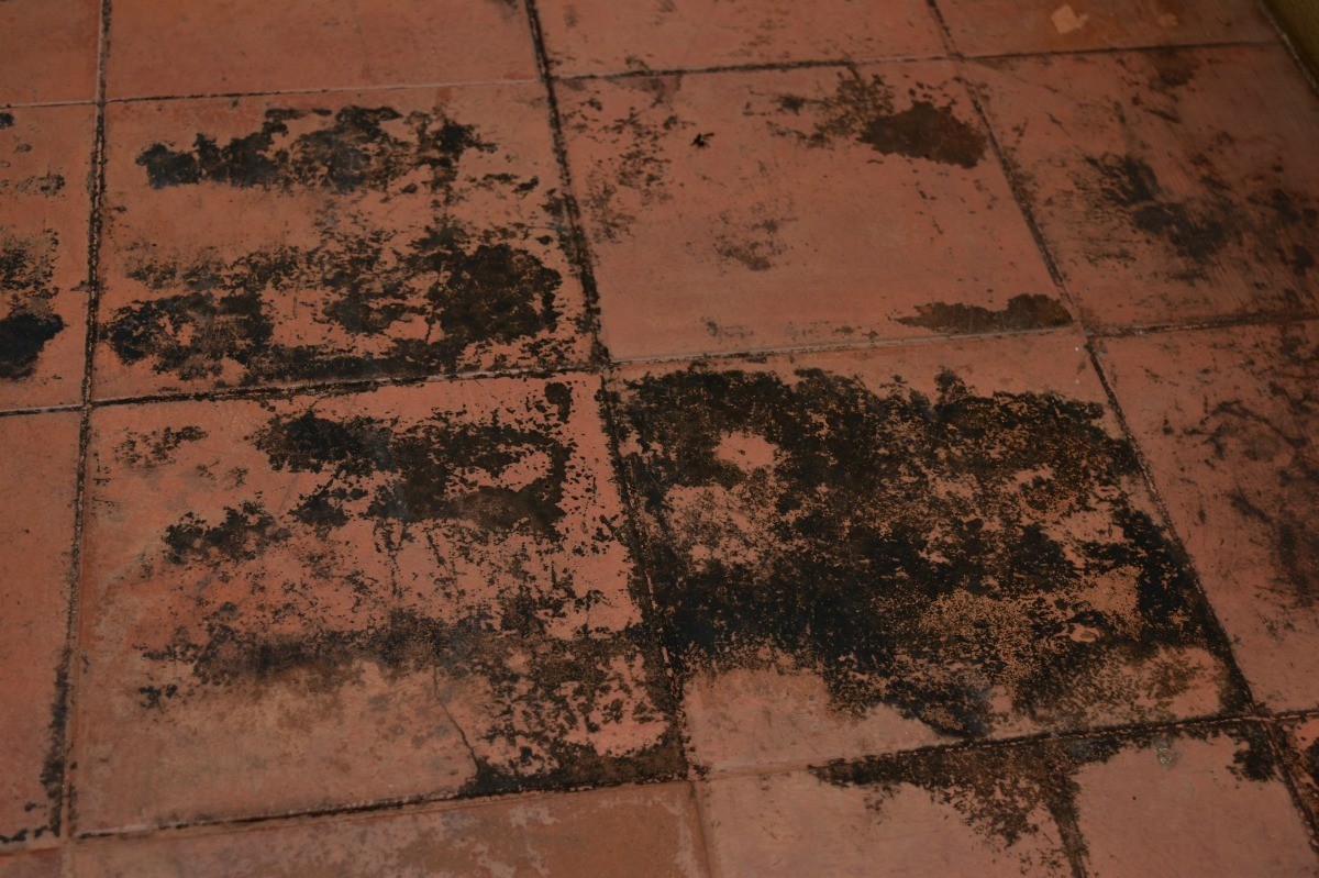 Mold On Floor X4 