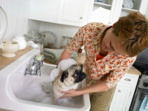 Dog getting bath in the kitchen sink