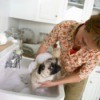 Dog getting bath in the kitchen sink