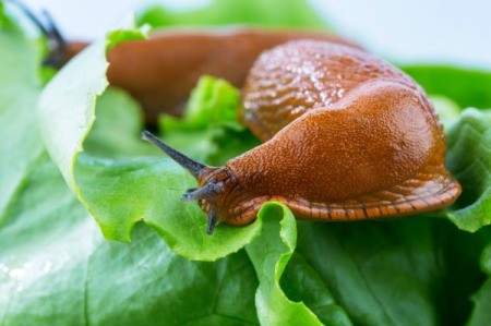 Slug on Lettuce