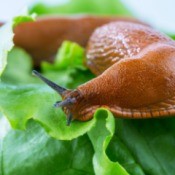 Slug on Lettuce
