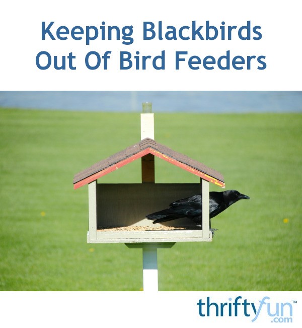 keeping blackbirds out of bird feeders thriftyfun keeping blackbirds out of bird feeders thriftyfun