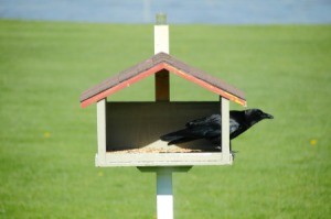 Blackbird at Bird Feeder