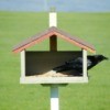 Blackbird at Bird Feeder