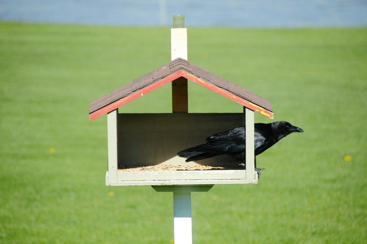 Keeping Blackbirds Out Of Bird Feeders? 