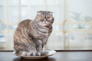 Cat on Countertop