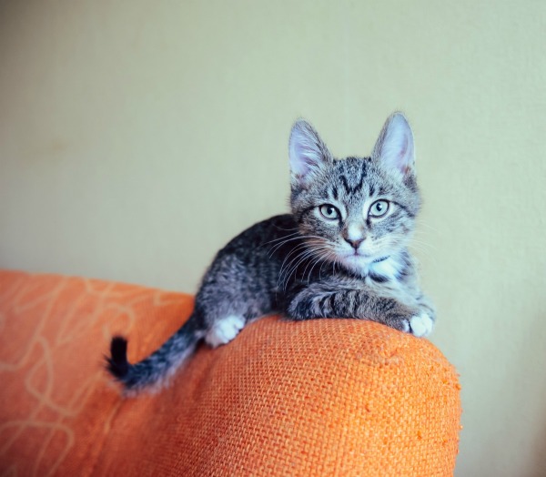 ãcat Peeing at bagãã®ç»åæ¤ç´¢çµæ