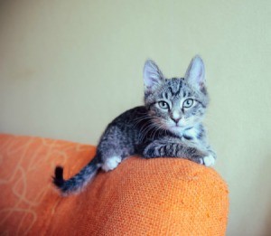 Cat on Couch