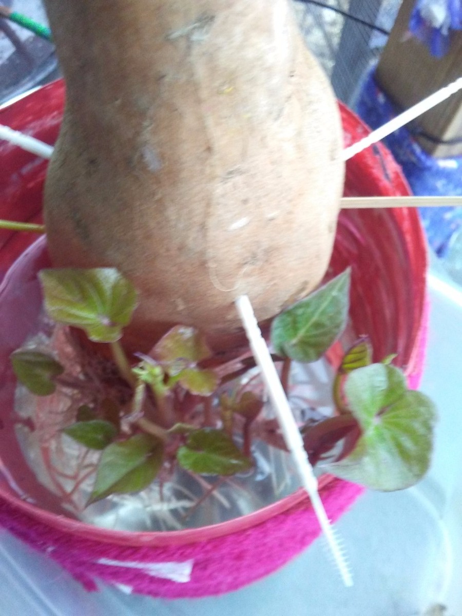 Plastic Wrapped Sweet Potato Grew Roots ThriftyFun