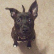 What Breed Is My Dog?