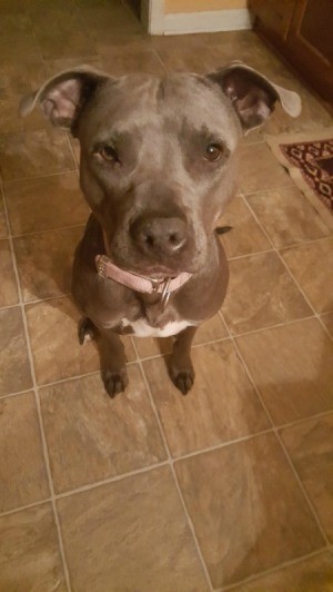 Is My Pit Bull Full Blooded?