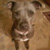 Is My Pit Bull Full Blooded?