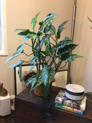 Identifying a Houseplant - segmented stems with green and whitish leaves