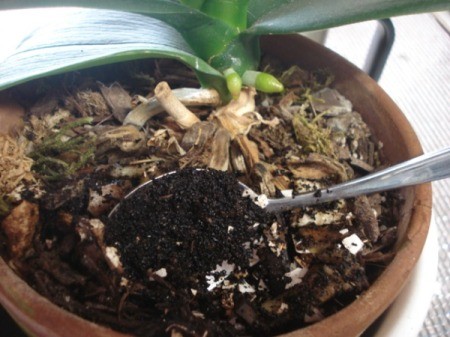 Homemade Fertilizer from Kitchen Scraps - adding a spoonful to potted plant