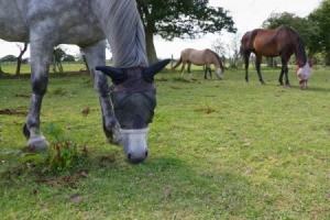 Horses with fly nets to keep the horse flies off their heads.