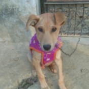 What Breed Is My Dog? - tan puppy with pink sweater